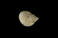 藏品(波紋玉黍螺)的圖片